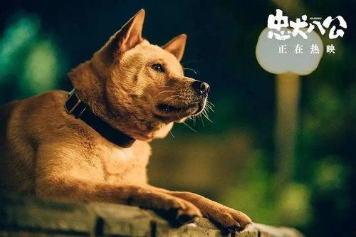 忠犬八公的照片